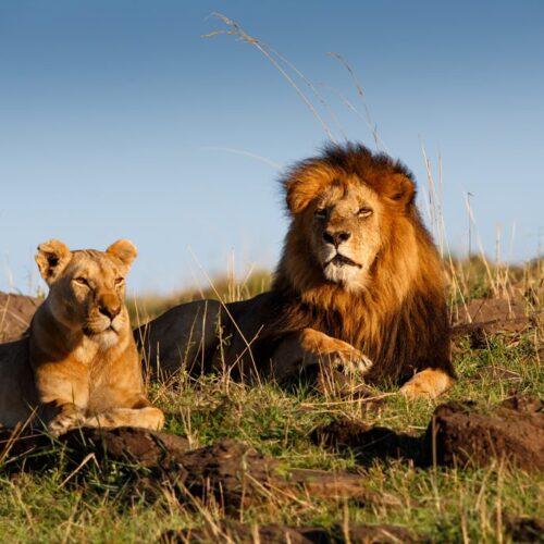 4 Days Masai Mara & Lake Nakuru Safari