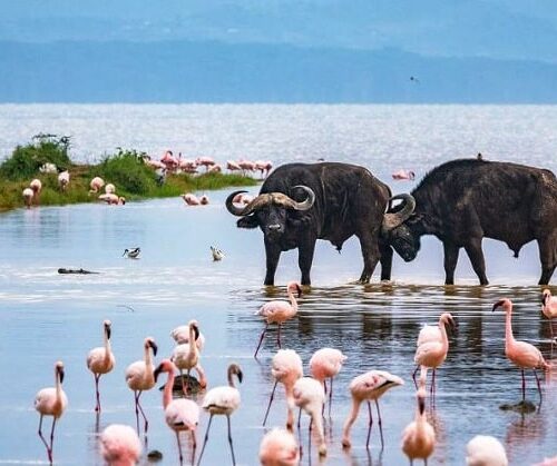 8 Days Masai Mara, Lake Nakuru, Lake Naivasha & Amboseli Safari