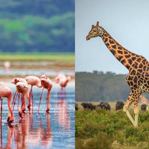 4 Days Masai Mara & Lake Nakuru Group Joining Safari