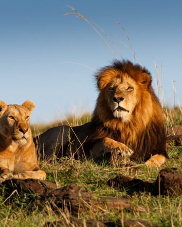 Masai Mara National Reserve