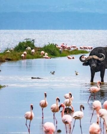 Lake Nakuru National Park
