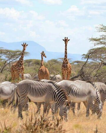 Samburu national reserve