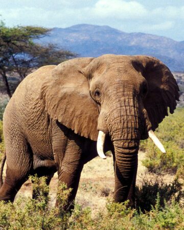 Amboseli National Park