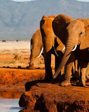 Tsavo National Park