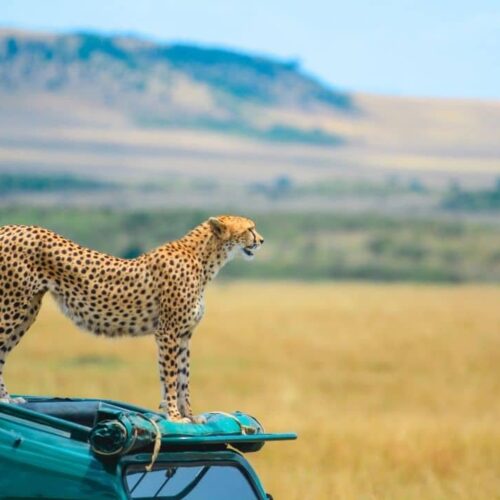 3 Days Masai Mara Group Joining Safari