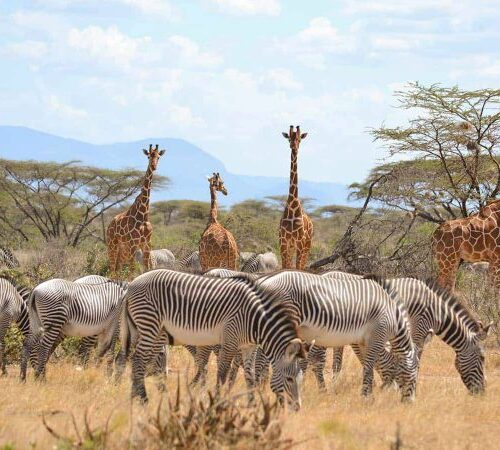 7 Days Masai Mara, Lake Nakuru, Lake Naivasha & Samburu Safari