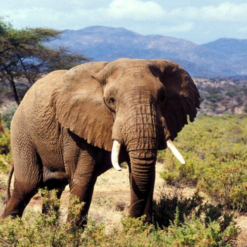 3 Days Masai Mara Safari