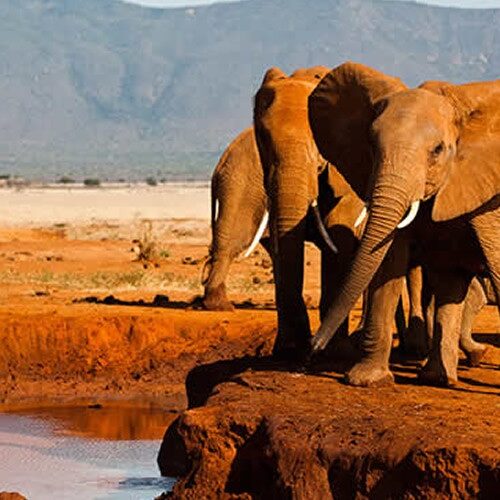 6 Days Masai Mara, Lake Nakuru & Amboseli Group Joining Safari